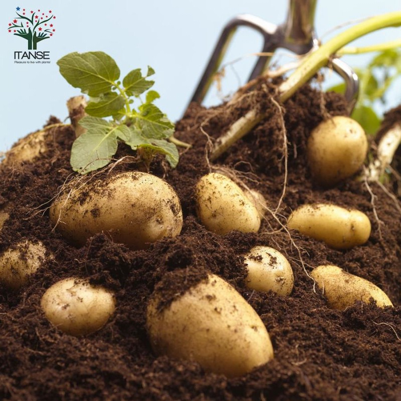 ジャガイモ10kg 種芋05