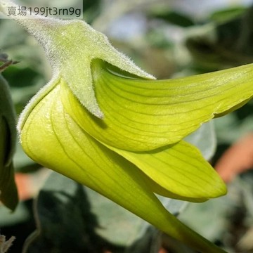 現貨 青鳥花種子🌿（250粒）四季稀有 花朵形似蜂鳥  「綠鳥花」種子 撒下即活 四季常青觀賞植物種子 庭院盆栽露台種子
