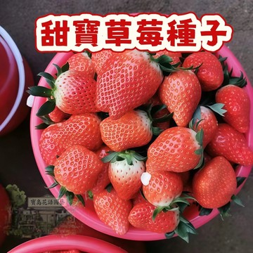 🍓草莓種子 【 甜寶草莓種子】當季新籽 發芽率高 易種植 產量高 美味可口 營養豐富 庭院陽台盆栽 #Strawberr