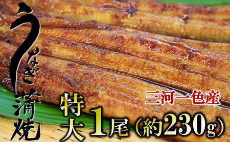 愛知県三河一色産 活うなぎの蒲焼き 特大サイズ1尾（約230g） （14-29）