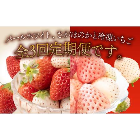 ふるさと納税 希少白いちごパールホワイト、さがほのかと冷凍いちご [IAQ010] 佐賀県白石町