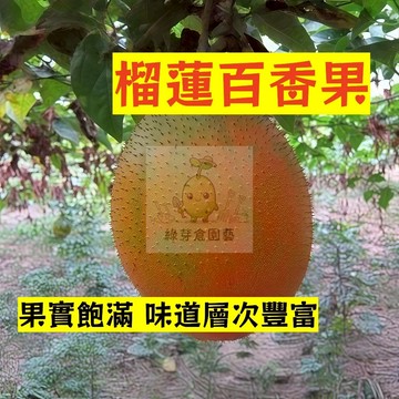 🌱早熟高產 榴蓮百香果種子BXG-8 產量高 易種植 長勢快 易生長 熱情果 高產 抗病抗旱易種植 高產爬藤水果種子