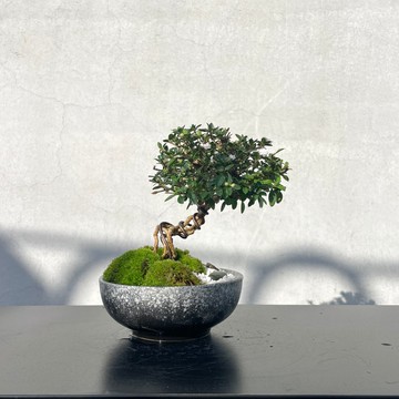 小品盆栽- 日本玫瑰香丁木