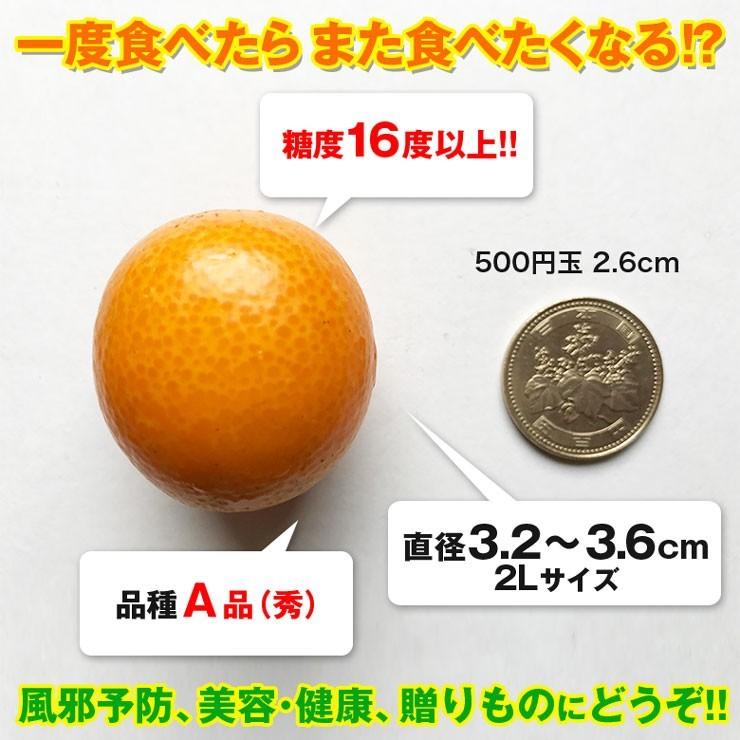 1月下旬発送　完熟きんかん たまたま 1kg A2Lサイズ 宮崎県日南市と串間市産 送料無料