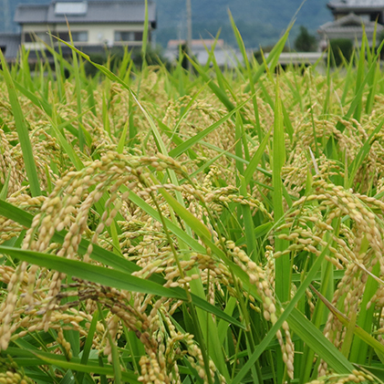 兵庫県福崎町産 ひのひかり 八千種米25kg 玄米 兵庫県認証食品（うるち米）兵庫推奨ブランド