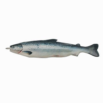 賽先生科學工廠 海魚造型書籤筆：生鮮盒(鮭魚)