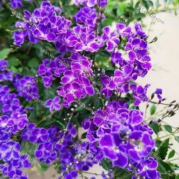 台灣現貨 蕾絲金露花種子（250粒）四季種植 多色 好養室內外太陽庭院 耐寒耐熱 懶人種植 超長花期 多年生