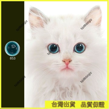 💥台灣热卖💥 仿真動物玩偶貓眼玻璃眼睛珠扭扭龍眼材料動物義眼DIY羊毛氈配件