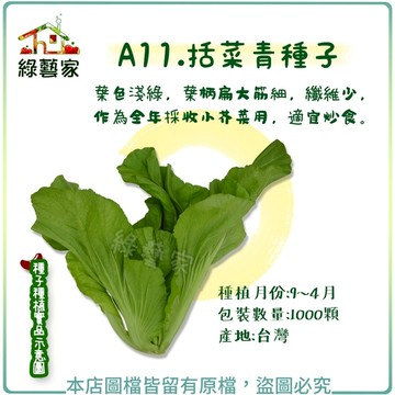 【綠藝家】A11.括菜青種子1000顆