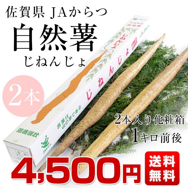 佐賀県より産地直送 JAからつ 自然薯 2本入 約1キロ 送料無料 化粧箱 じねんじょ 山芋 やまいも