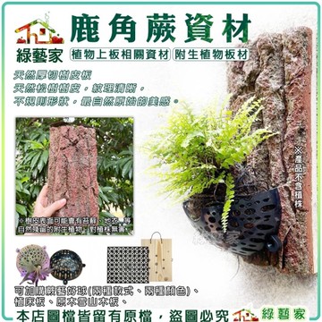 【綠藝家】鹿角蕨資材 植物上板相關資材 附生植物板材 天然厚切樹皮板 蕨藝好球 植床板 雪山木