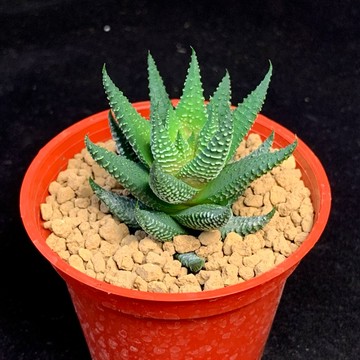 ［狂買園藝］ 多肉植物 九重天 3寸盆 /仙人掌/送禮小物/婚禮小物
