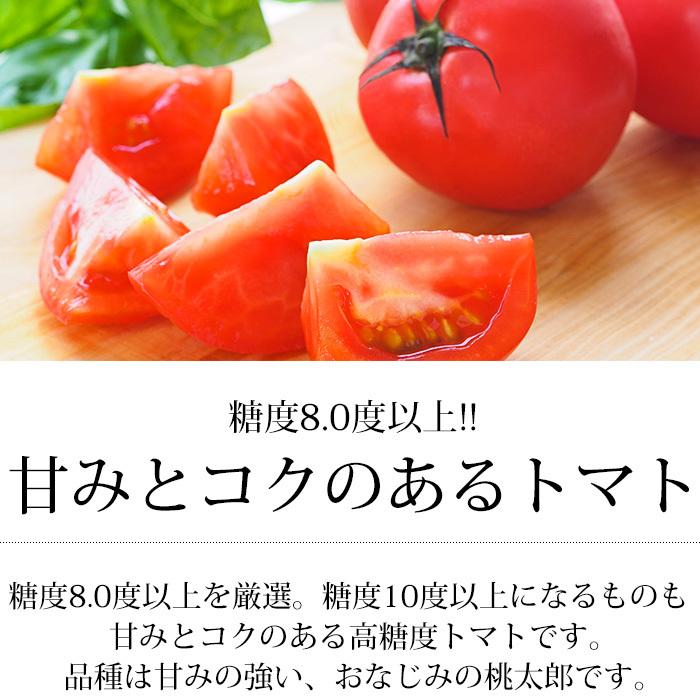 フルーツトマト 愛知県産 ロッソトマト 約1kg Lサイズ 7〜13個 高糖度