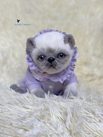 Kitty exot 白色，有斑點，逼真的玩具，可愛的小貓