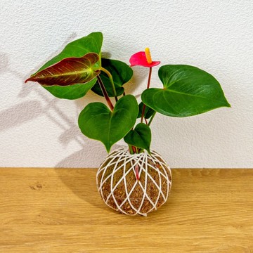 苔球植物 火鶴苔球 苔玉 禮物 送禮 桌上盆栽