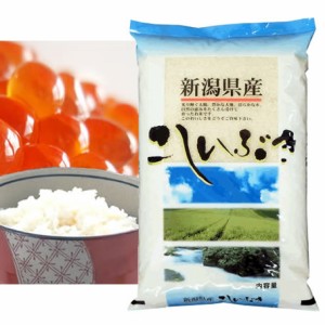  新米 越後の米 令和5年産 新潟県産 こしいぶき 5kg 白米 (玄米 無洗米 選べます。）新米 こしいぶき 新米