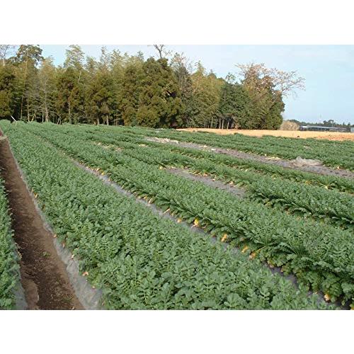 乾燥野菜 九州産大根葉 40g ×5袋