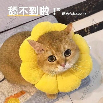 【台灣發貨 免運】圈貓項圈防舔除跳蚤英短貓咪脖圈頸圈頭套狗寵物用品神器