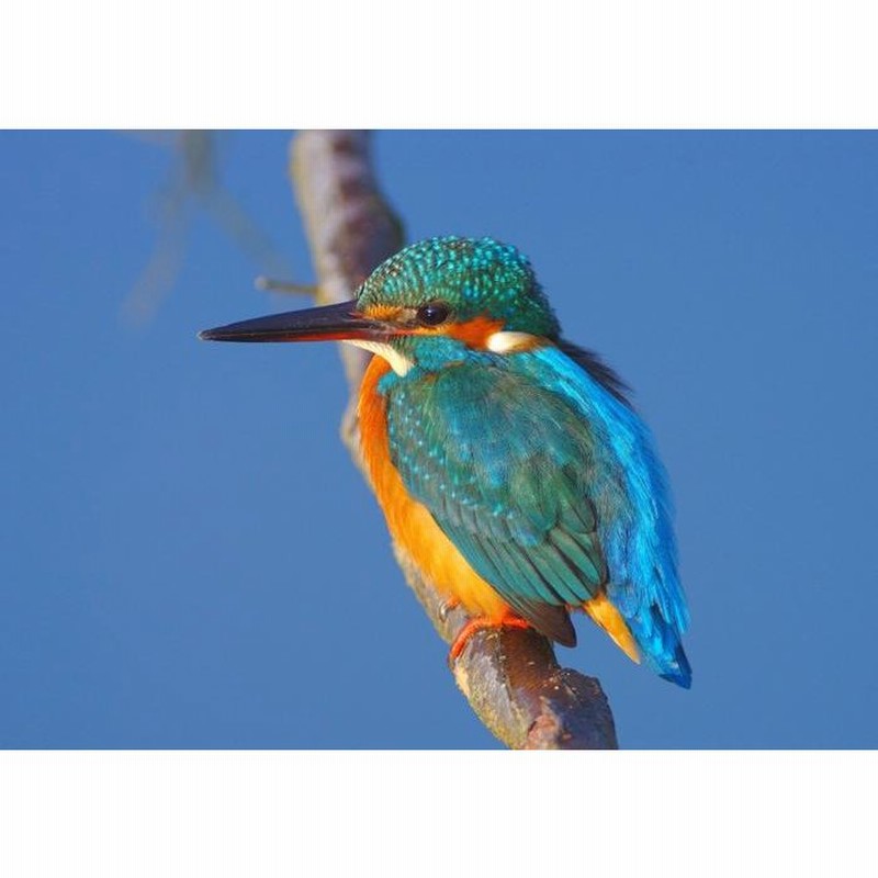 絵画風 壁紙ポスター はがせるシール式 カワセミ 青 翡翠 川せみ 青い宝石 ヒスイ ソニドリ 鳥 キャラクロ Bkws 003a1 A1版 0mm 585mm 日本製 通販 Lineポイント最大0 5 Get Lineショッピング