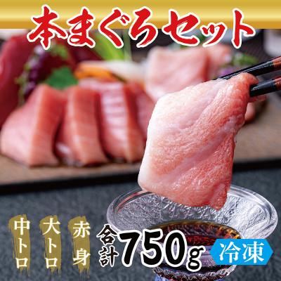 ふるさと納税 越前市 絶品!本マグロ セット 大トロ 250g   中トロ 250g   赤身 250g(すべて柵どり)