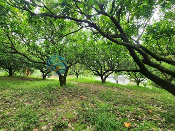 北埔橘園果樹美地｜新竹縣北埔鄉湖中段