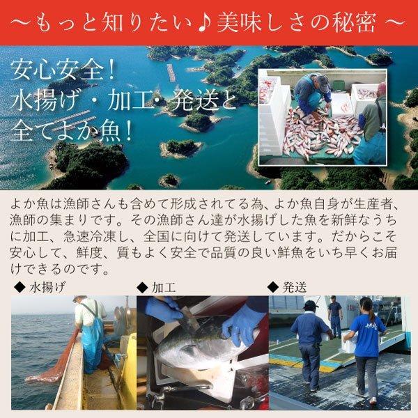 クエだし味噌漬け5種食べ比べセット（胡椒鯛・ナベ鯛・旬の魚3種） よか魚イチオシ