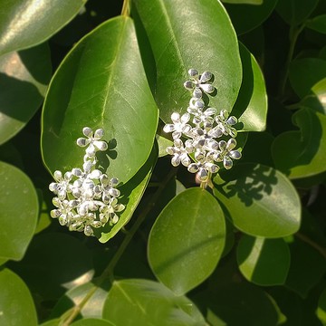 Blossom 花朵耳環，花朵吊墜耳環