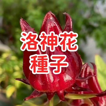 🥬🥑現貨速發【洛神花種子】台灣現貨 新鮮採收 洛神花種子 洛神葵種子 可食用 多年生 易種植 盆栽 適合台灣氣候