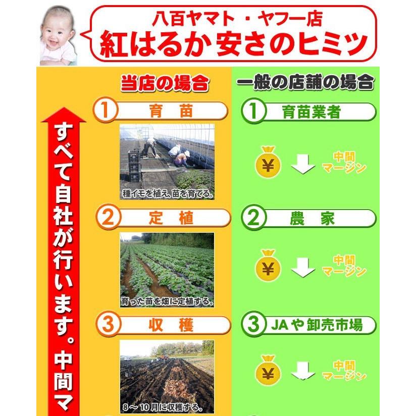 紅はるか 5kg入り 訳あり大小混合 送料無料 2セット以上のご購入で、新鮮野菜のおまけ（同一配送先に限ります)　焼き芋 に最適な 蜜芋 5営業日以内 発送可