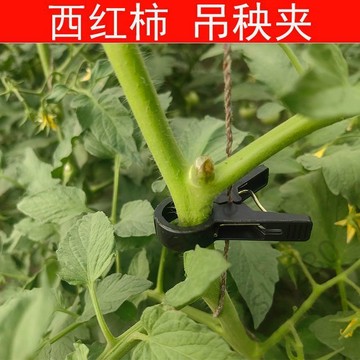 🔥台灣出貨🔥大棚黃瓜夾子番茄西紅柿吊秧夾綁蔓夾落蔓西瓜甜瓜茄子吊繩塑料夾嚴選
