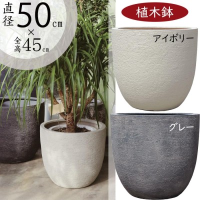 50cm 大型 植木の検索結果 | LINEショッピング