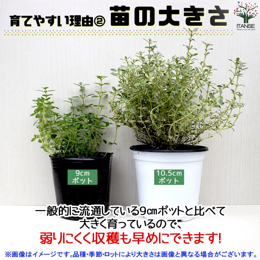 ハーブ苗 日本ハッカ ラベンダーの苗 herb ハーブ ガーデニング 家庭菜