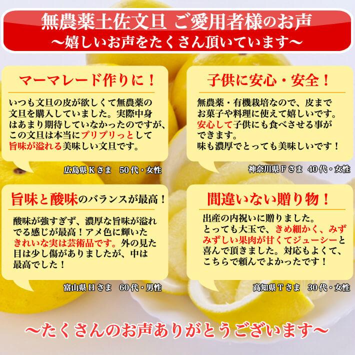 ＼2月中旬発送予約／ 無農薬 土佐文旦 有機肥料 家庭用 3kg 高知県産 2L-L 混合 糖度13度