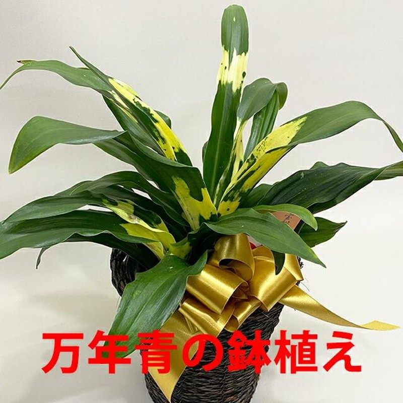 万年青 オモト 観葉植物