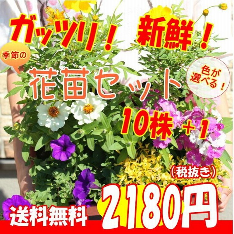 送料無料 プレゼント付花苗 セット10株 １ 福袋 フラワー 花壇 花 送料無料 苗物 寄せ植え 宿根草 多年草 一年草 庭 手入れ 店舗花壇 苗セット 通販 Lineポイント最大0 5 Get Lineショッピング