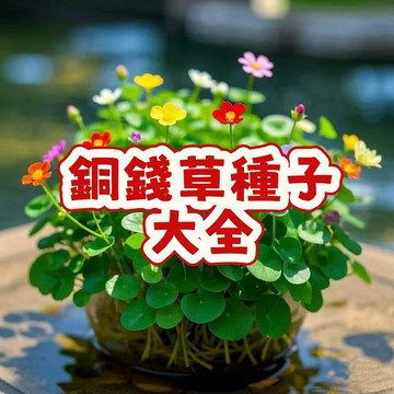 次日達-（銅錢草種子）金錢草 招財 當季新籽 發芽率高  淨化空氣 水培土培辦公室桌面盆栽種子  超優惠 #懶人盆栽