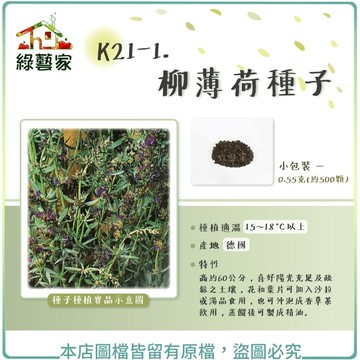 K21-1.柳薄荷種子0.55克(約500顆)(神香草.海壽花) // 高約60公分，喜好陽光充足及疏鬆土壤【綠藝家】