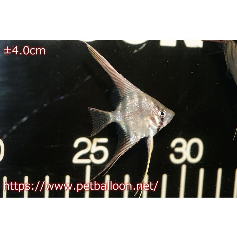 淡水魚】アルタムエンゼル コロンビア産【3匹】(4cm)(特価品)(エンゼル