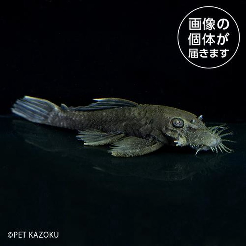 36aホワイトエッジブッシープレコ（サンフェリッペ）（ＭＬ）WEB01 【熱帯魚】【観賞魚】 セール10%OFF【淡水魚】（淡水熱帯魚）一点物・コレクターズ  | LINEブランドカタログ