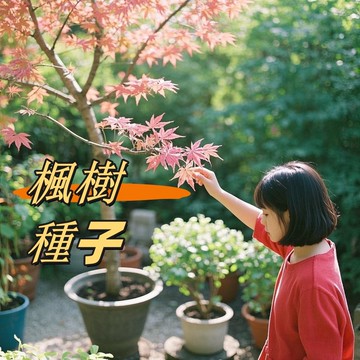 （快速出貨）盆栽楓樹種子 （本地紅楓青楓美國紅楓變色楓黃金楓）四季易種禪意綠植盆景室內外觀賞種子觀葉植物