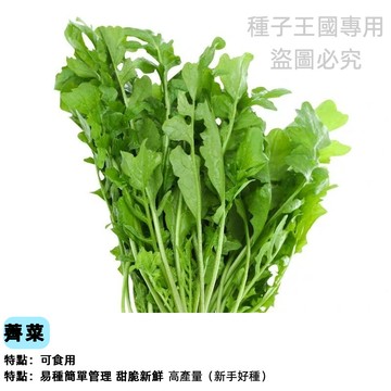 野生薺薺菜種子（大葉薺菜）護生草、地菜、地米菜 焊菜 碎米薺 春野菜種子老品種農家蔬菜種子