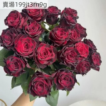 現貨🌹【 黑巴克玫瑰種子】（250粒）2025新種 包對版 多年生可做切花 四季懶人室內外庭院盆栽花卉種子 耐寒易活
