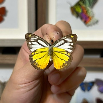 🦋黃裙脈粉蝶🦋蝴蝶 昆蟲 模型 乾貨三角紙包裝 #非活體 #類模型 #藝術品