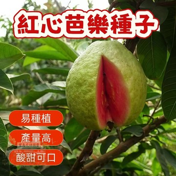 🌷紅心芭樂種子 紅心芭樂西瓜芭樂土芭樂珍珠芭樂番石榴種子芭樂樹種子多年生特色水果種子
