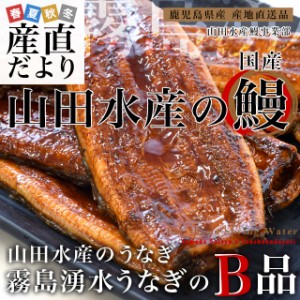 鹿児島県志布志産 山田水産 ご家庭向け 霧島湧水うなぎ B品 計700g（5尾から7尾詰め）送料無料 鰻師 加藤尚武さん