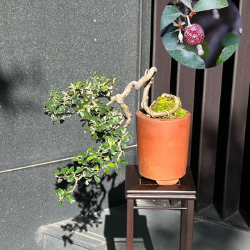 原生種小葉銀梧∣大懸崖盆景 茶道意境 結果中