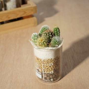 牛轉錢坤-25ml小小仙人掌大集合  禮物