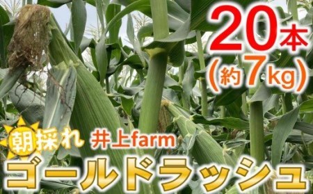 スイートコーン栽培40年！井上farm朝どれゴールドラッシュ　20本入約7kg＜1-235＞