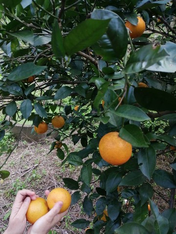 天然酵素洗潔液 原價250元 洗碗 洗奶瓶 洗蔬果