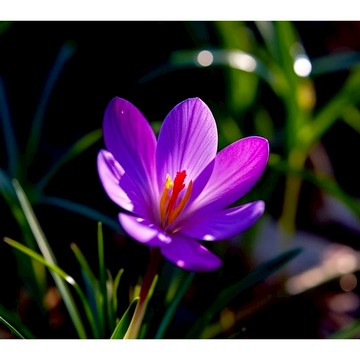 台灣現貨【可藥用】番紅花 食用 藏紅花種子 四季易種活 番紅花種球 陽臺庭院西紅花 耐寒花卉 禮物禮品